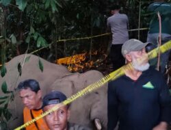 Seekor Gajah Jantan Ditemukan Mati di Kebun Warga