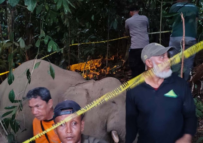 Seekor Gajah Jantan Ditemukan Mati di Kebun Warga
