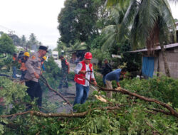 Muspika Kluet Utara Bersama Masyarakat Lakukan Pembersihan Pohon