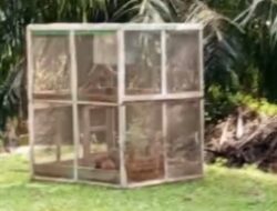 Penangkapan Hama Monyet oleh PTPN IV Dinilai Salahi Prosedur