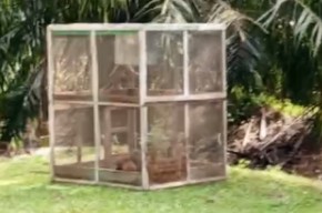 Penangkapan Hama Monyet oleh PTPN IV Dinilai Salahi Prosedur