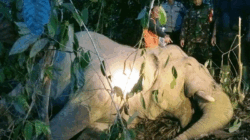 BKSDA Selidiki Penyebab Kematian Gajah di Aceh Timur