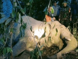BKSDA Selidiki Penyebab Kematian Gajah di Aceh Timur