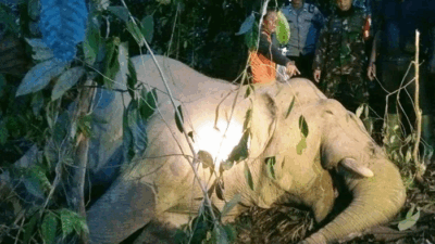 Bangkai Gajah