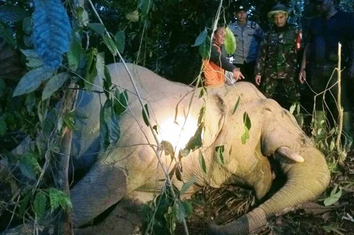 Bangkai Gajah