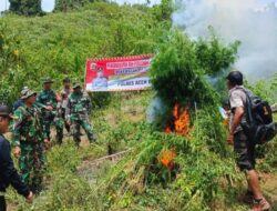 Sekitar 2 Hektar Ladang Ganja di Ie Suum Dimusnahkan