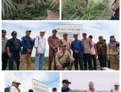 Restorasi, Runtuhnya Kebun Kelapa Sawit Haram di Hutan Lindung Mangrove Kuala Genting