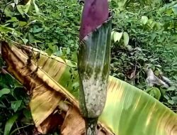 Warga Temukan Bunga Bangkai di Perkebunan Sawit Masyarakat