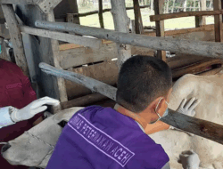 2.639 Ternak di Aceh Sembuh dari PMK Setelah Divaksinasi