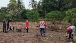 Distanpangan Sabang Kembangkan Padi Gogo di Ujung Seuke