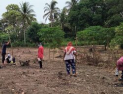 Distanpangan Sabang Kembangkan Padi Gogo di Ujung Seuke