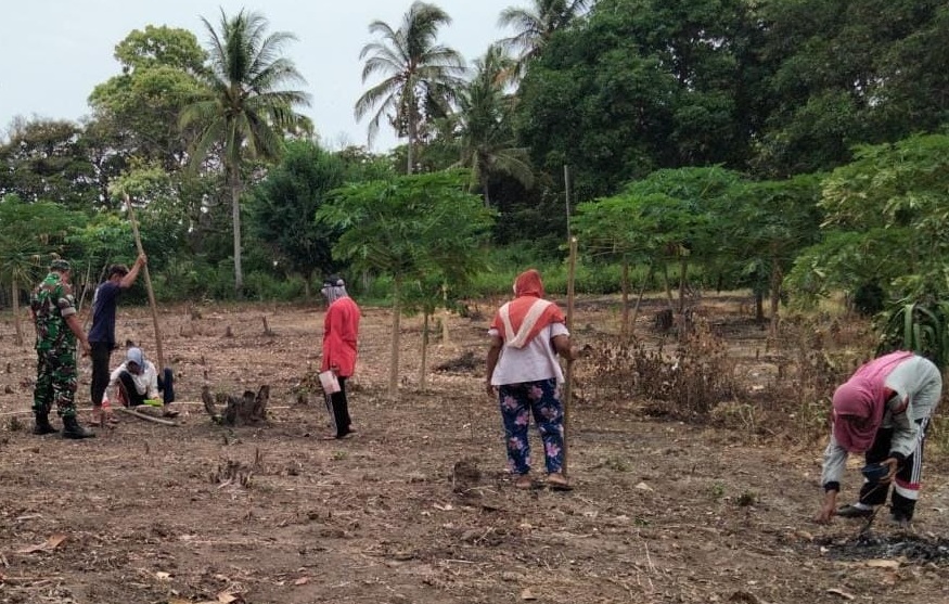 Distanpangan Sabang Kembangkan Padi Gogo di Ujung Seuke