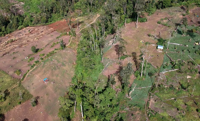 Perambahan Hutan