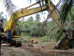 Satgas PKH Tertibkan Sawit Ilegal di TNGL