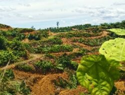 Jejak Kerusakan itu Menyembul, Konservasi TNGL Menangis Meninggalkan Luka Kulit Bumi