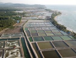Pemerintah Kebut Pembangunan 20 Ribu Tambak untuk Nelayan