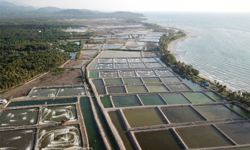 Tambak udang intensif