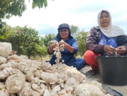 Kakao Kutacane Masuk 50 Besar Dunia
