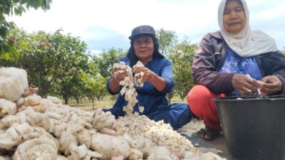 Kakao Kutacane Masuk 50 Besar Dunia