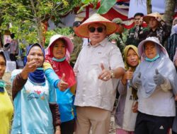 Aceh Tenggara Panen Raya Jagung Serentak, Pertegas Peran Sentra di Aceh
