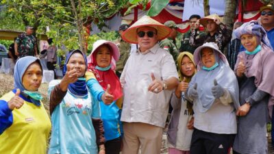Aceh Tenggara Panen Raya Jagung Serentak, Pertegas Peran Sentra di Aceh
