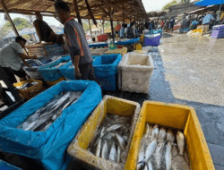 Pemkab Aceh Timur Jajaki Ekspor Tuna dari PPI Idi