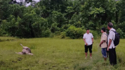kerbau mati mendadak