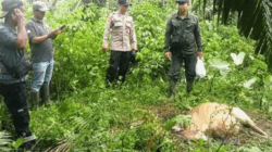 sapi dimangsa harimau