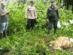 Harimau Mangsa Ternak Warga di Aceh Timur