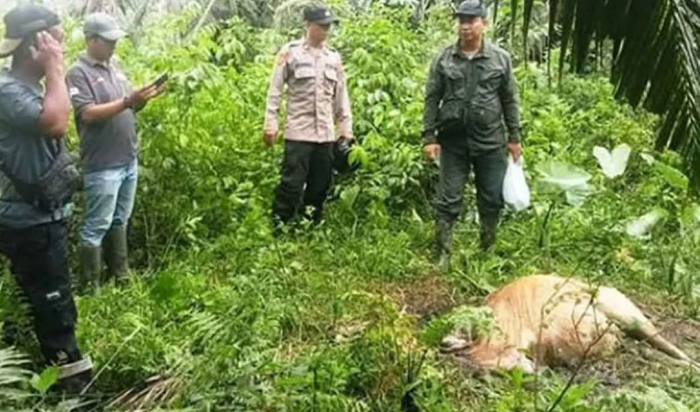 sapi dimangsa harimau