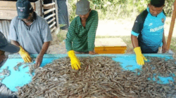 Harga Udang Vaname di Aceh Anjlok