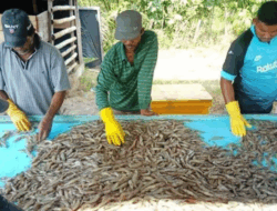 Harga Udang Vaname di Aceh Anjlok