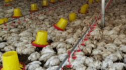 Ayam Mati