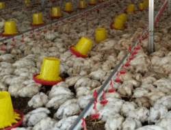 Ribuan Ayam Mati Akibat Listrik Padam, Peternak Rugi Ratusan Juta Rupiah