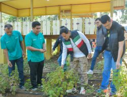 Wagub Tinjau Budidaya Nilam di Lhoong, Dorong Penetapan Harga Standar