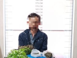 Polisi Tangkap Petani Pemilik Ladang Ganja di Bener Meriah
