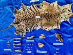 Polisi Tangkap Pelaku Perdagangan Kulit Harimau