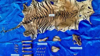 Kulit Harimau