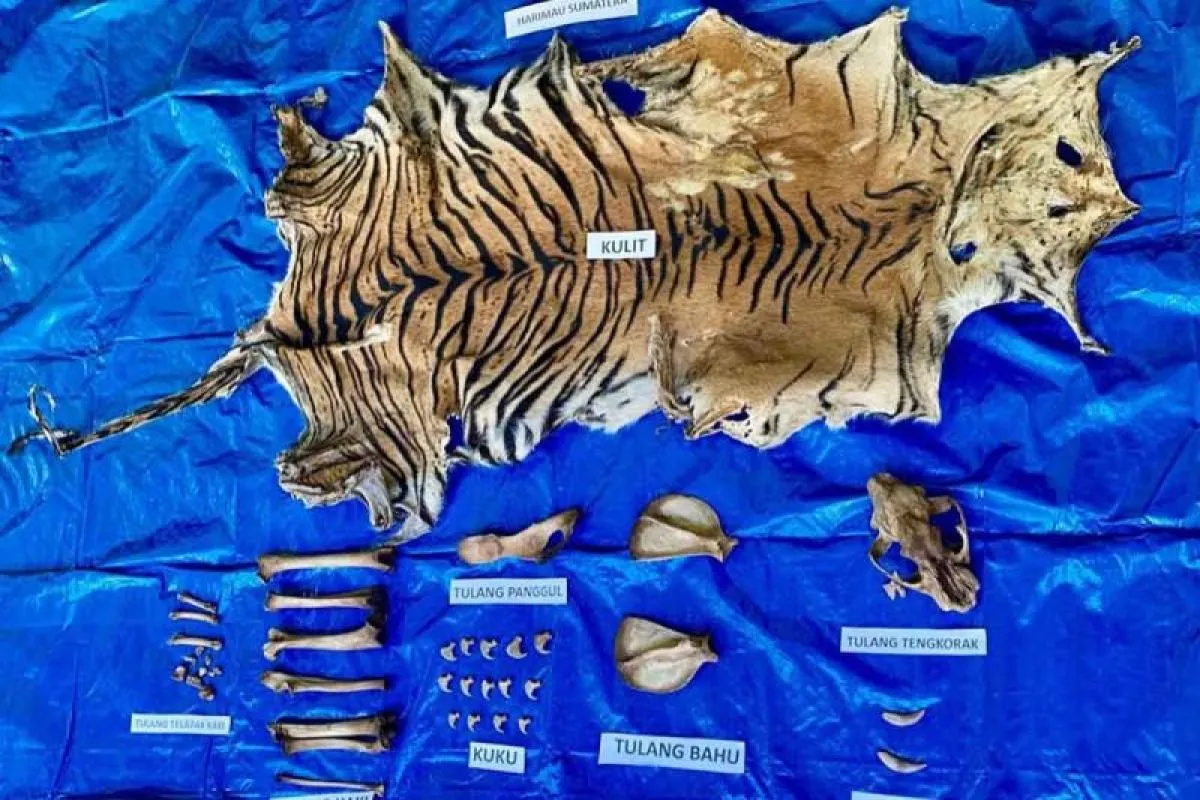 Kulit Harimau