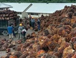 Petani Sawit Protes PKS tanpa HGU Gunakan Skema Kemitraan dalam Penetapan Harga TBS