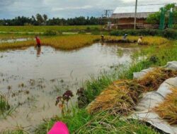 Harga Gabah di Aceh Utara Anjlok