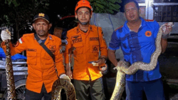 BPBD Aceh Barat Tangkap Ular Piton yang Masuki Rumah Warga