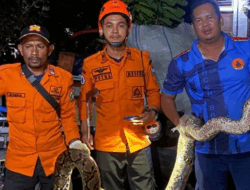 BPBD Aceh Barat Tangkap Ular Piton yang Masuki Rumah Warga