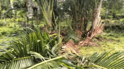 Tanaman Dirusak Gajah