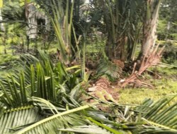 Gajah Liar Rusak Kebun Warga di Aceh Barat
