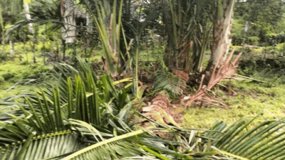 Tanaman Dirusak Gajah