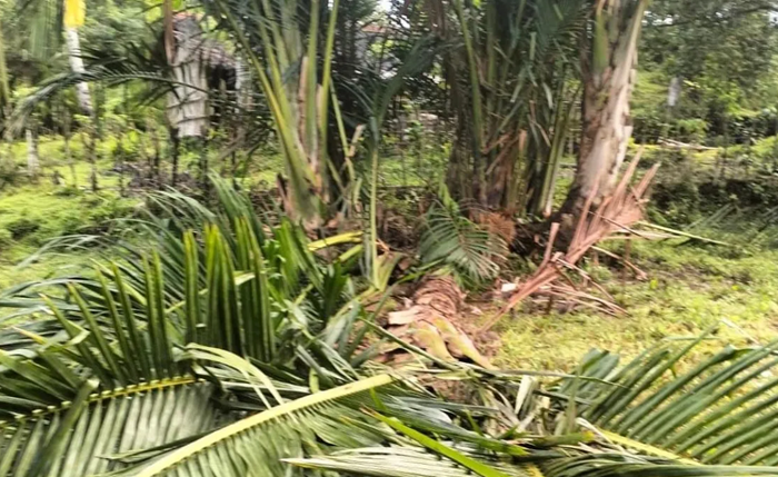 Tanaman Dirusak Gajah