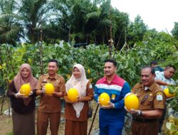Melon Golden Komoditas Unggulan CSR Pertamina EP Rantau Via KT Mutiara