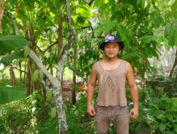 Petani Kakao di Aceh Tenggara Keluhkan Harga Anjlok