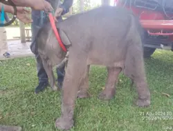 Bayi Gajah Mati Saat Dirawat di PLG Saree
